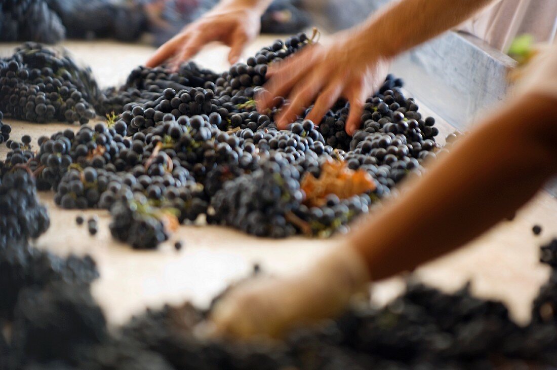 Traubenannahme, Qualitätskontrolle, Weingut Petra, Sangiovese, Italien