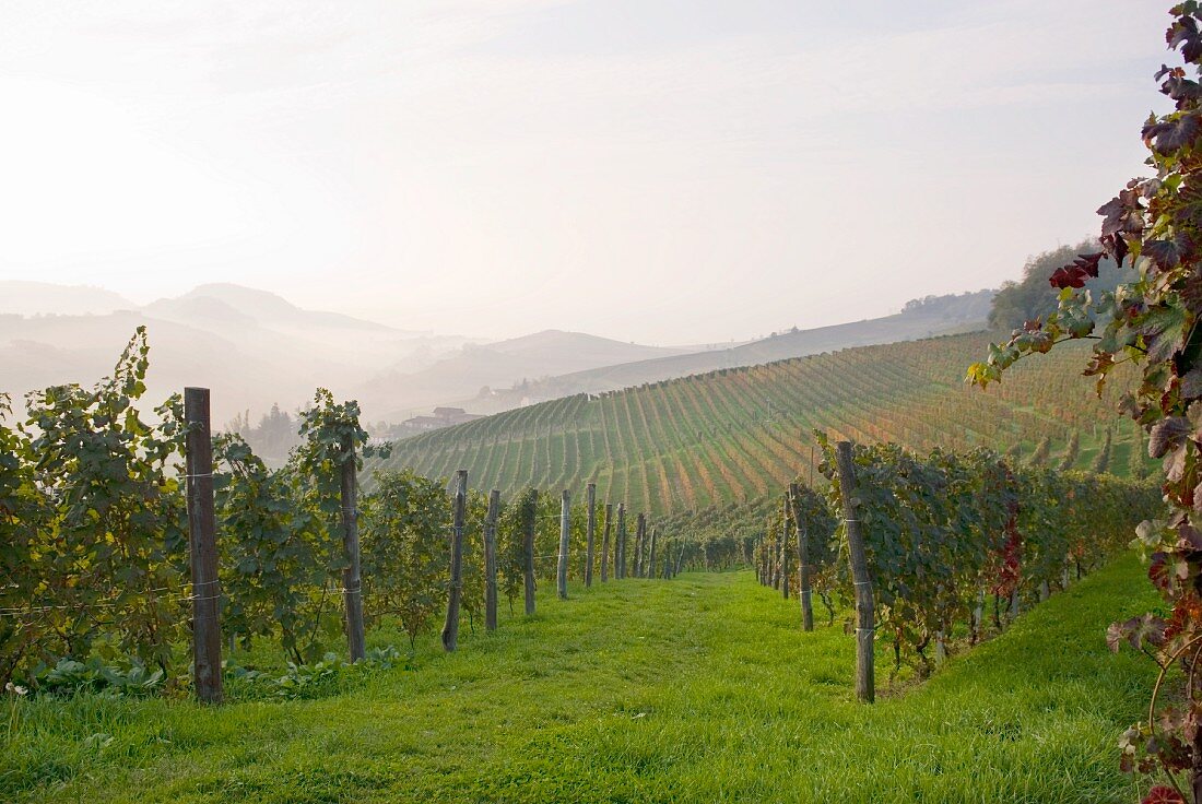 Weinberge bei Barolo, Piemont, Italien