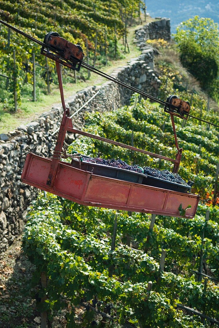 Grapes in transporter, Valtellina, Lombardy, Italy