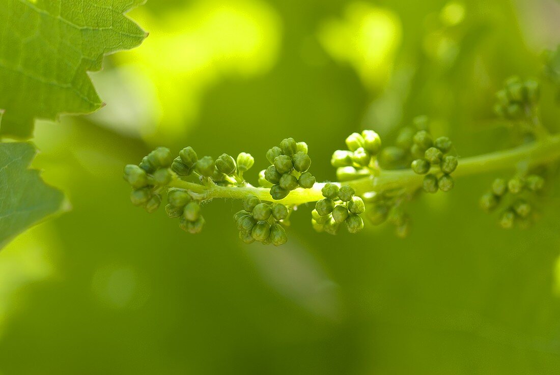 Unripe grapes