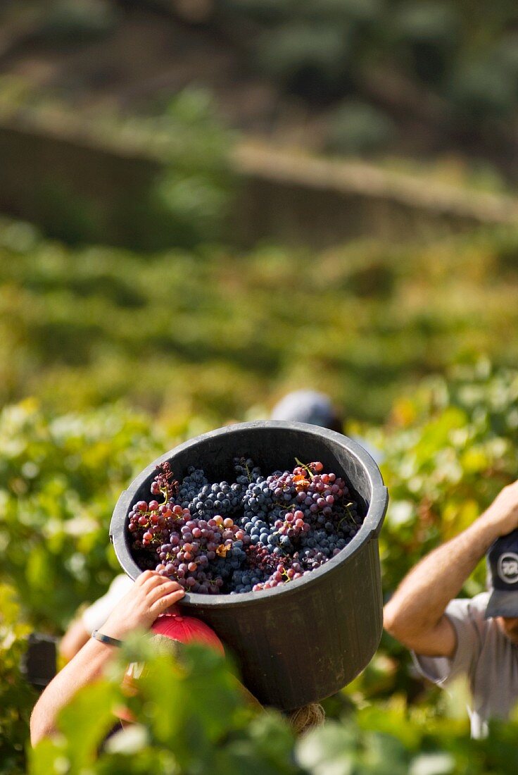 Grape-picking, Quinta do Caravalhos, Pinhao, Douro, Portugal