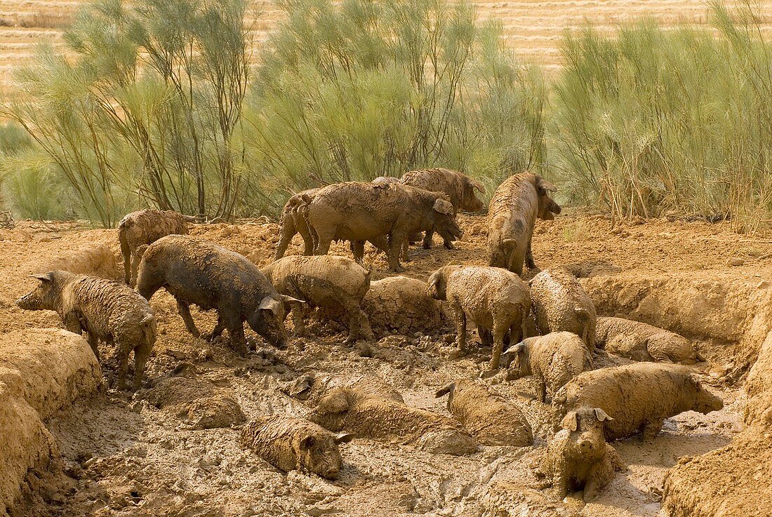 Wild boars in mud