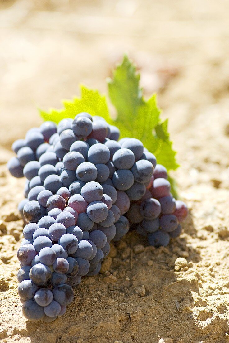 Castelao grapes on soil