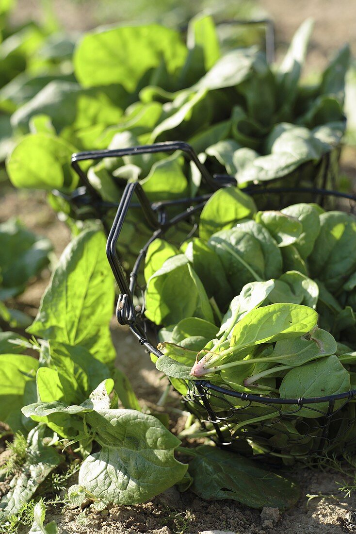 Spinach in the field