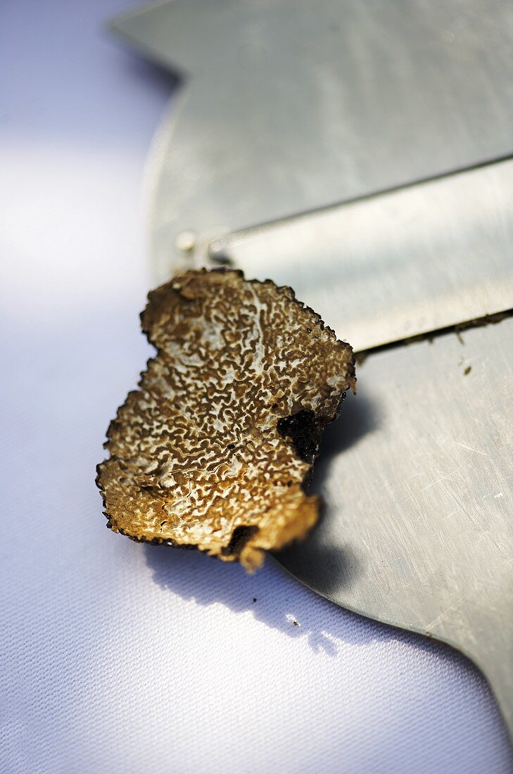 Slice of black truffle on truffle slicer