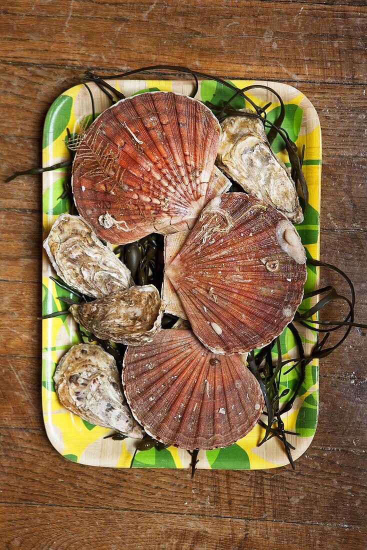 Scallops and oysters with seaweed on a tray