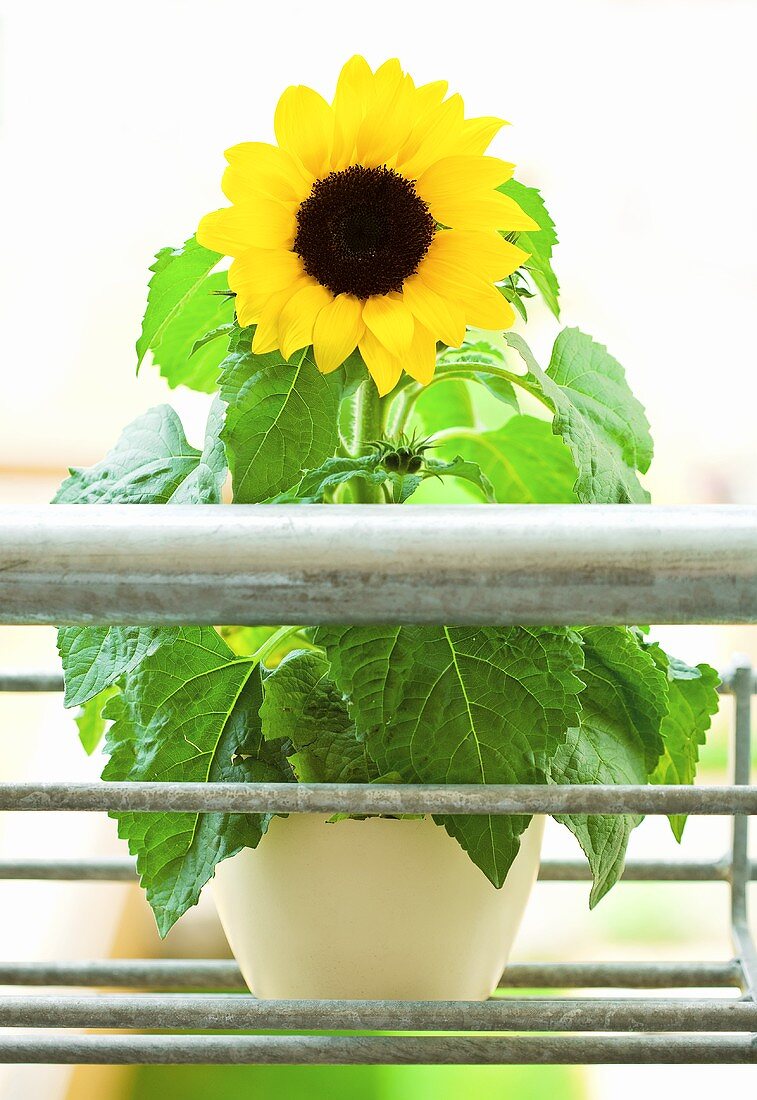 Sunflower in flowerpot