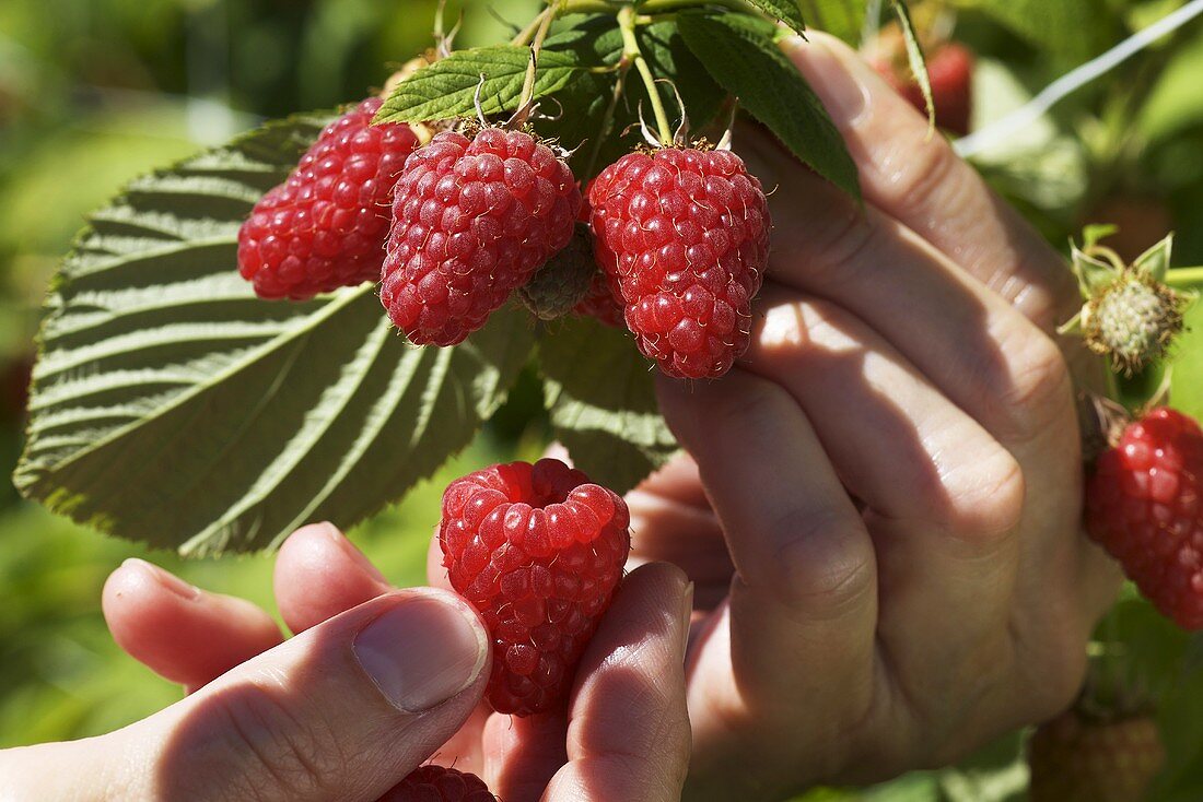 Hände pflücken reife Himbeeren