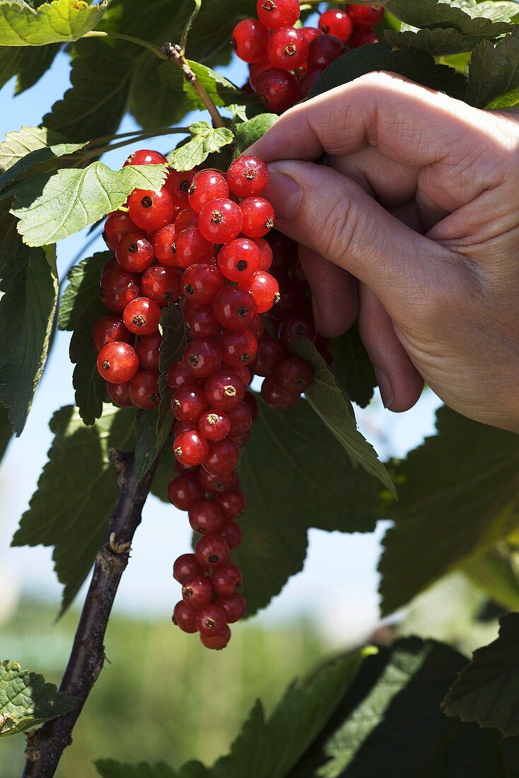 Hand pflückt rote Johannisbeeren