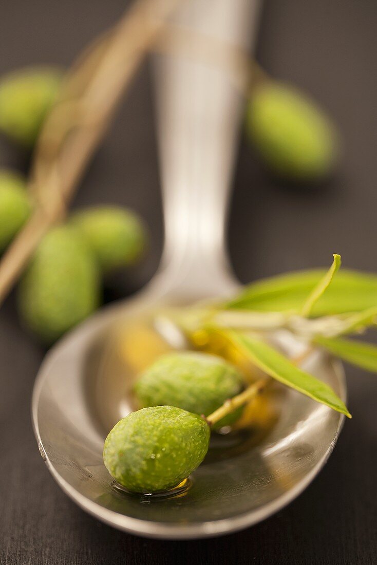 A fresh olive twig on a spoon with olive oil