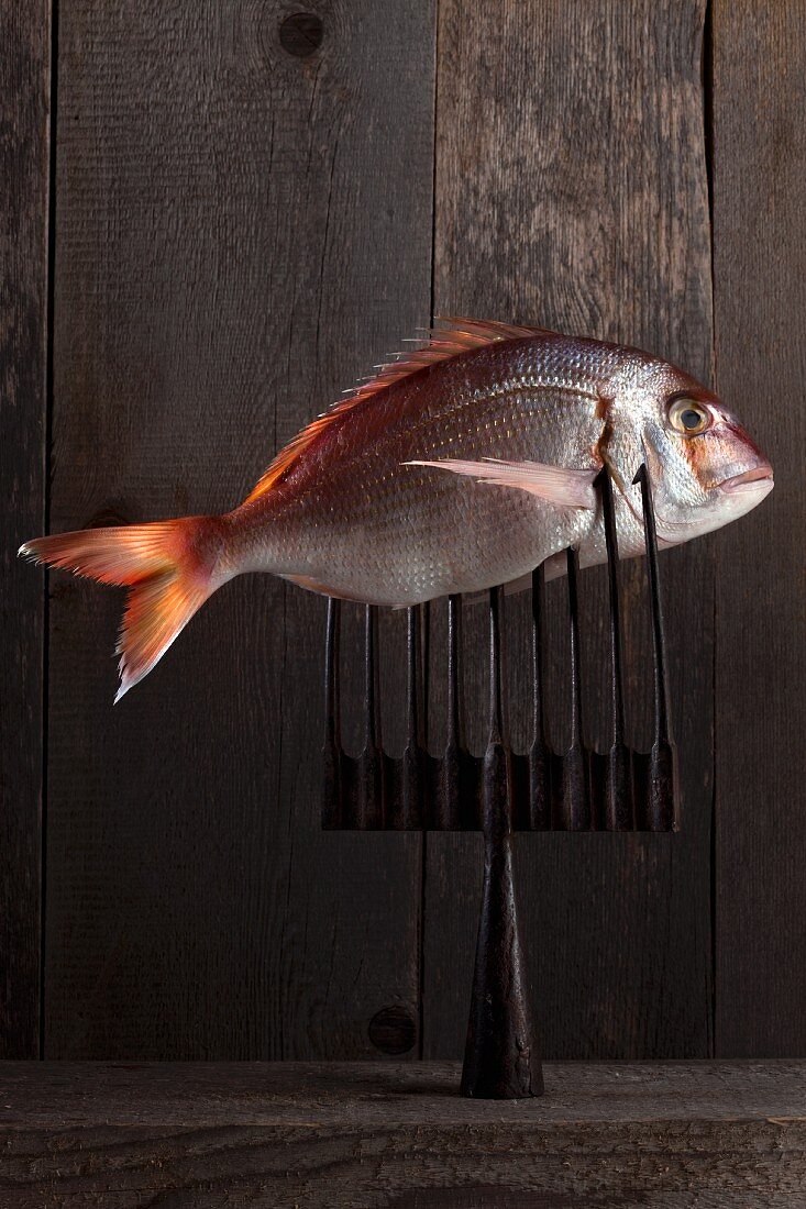 Sea bream on a fork