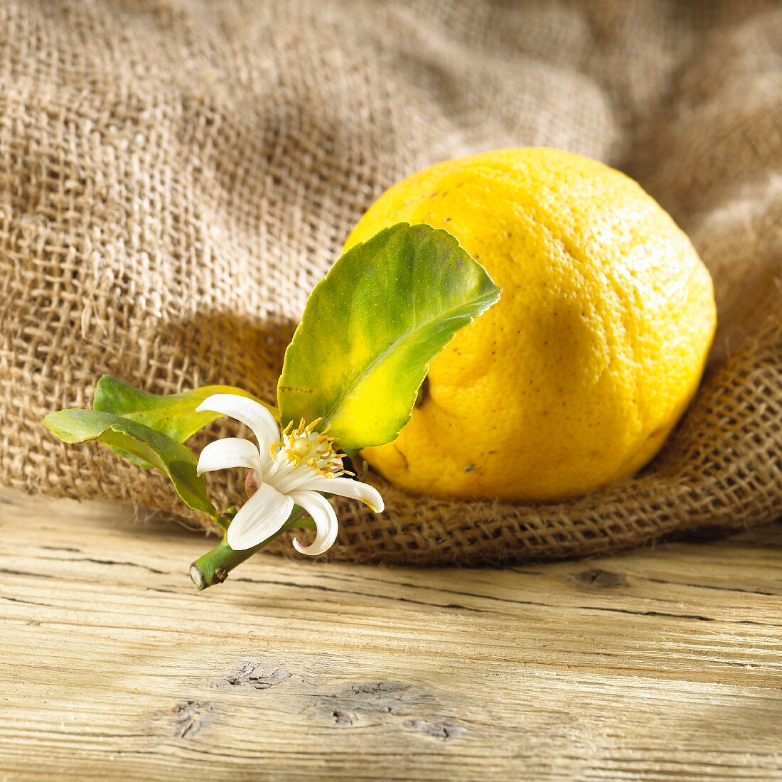 A lemon with a leaf and flower on a hessian sack