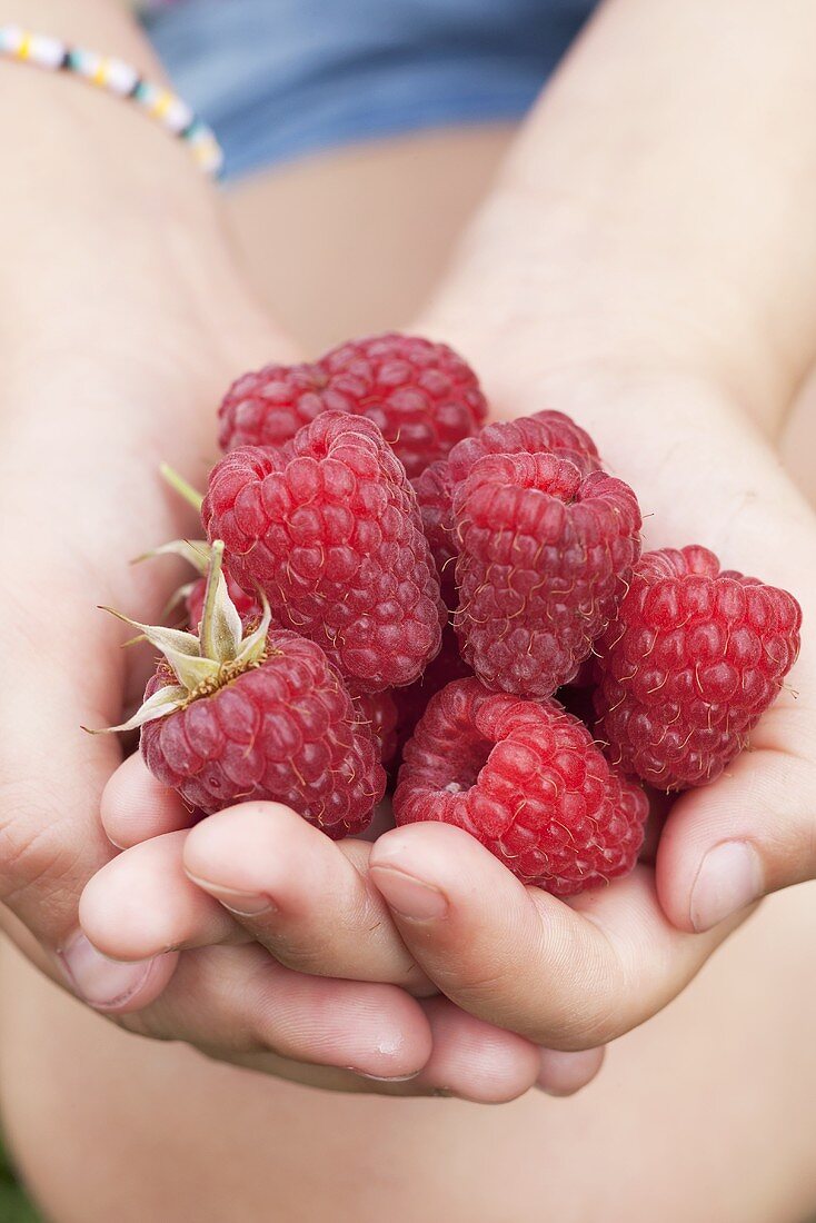 Hands holding fresh raspberries