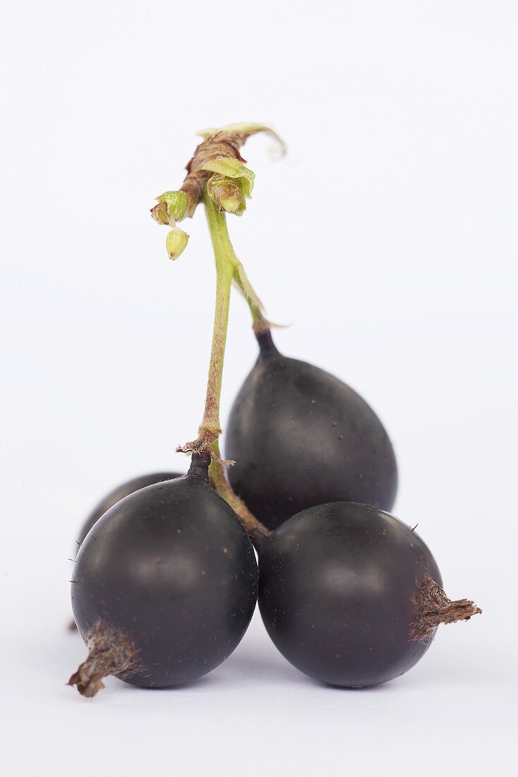 Blackcurrants (close-up)