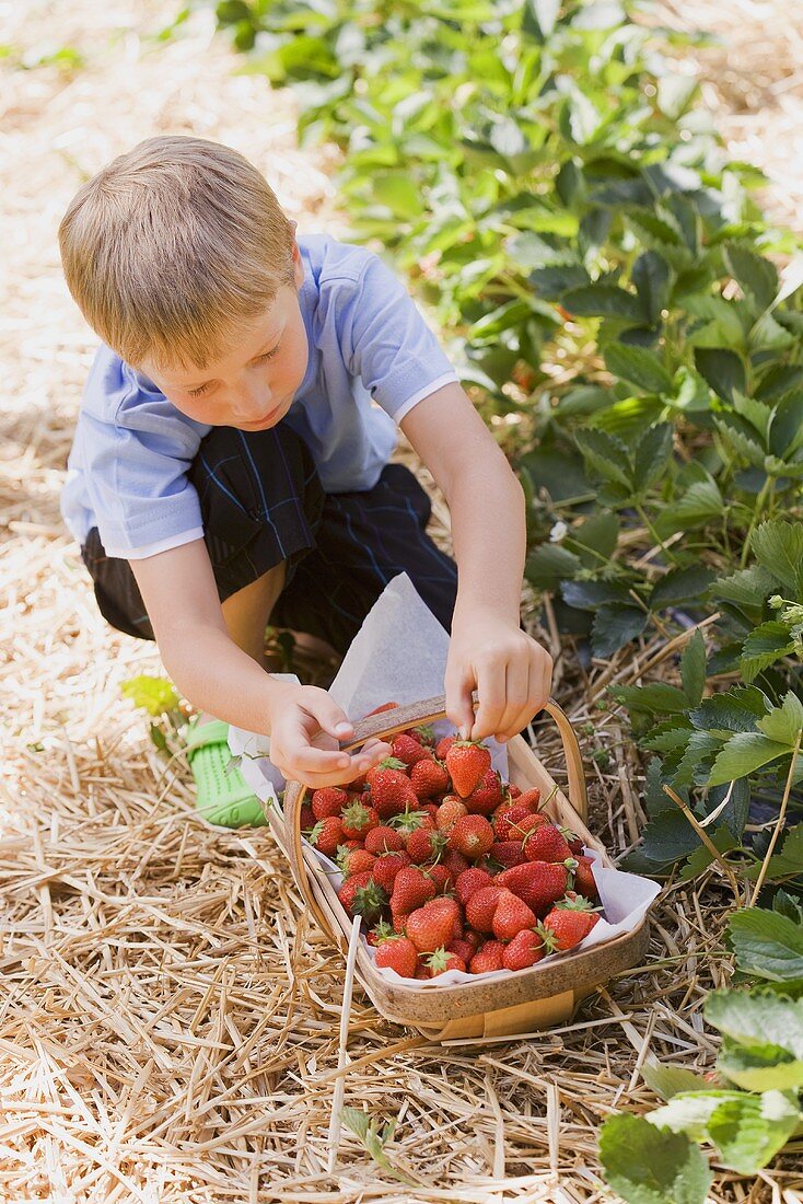 Kleiner Junge pflückt Erdbeeren im Erdbeerfeld