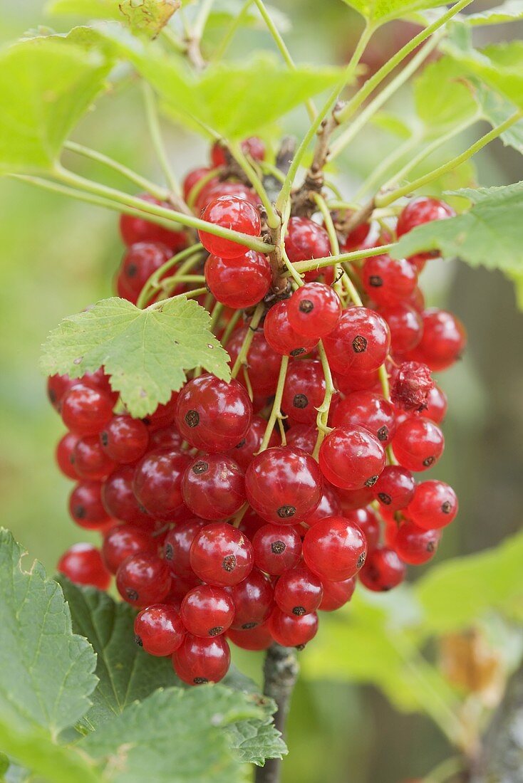 Rote Johannisbeeren am Strauch