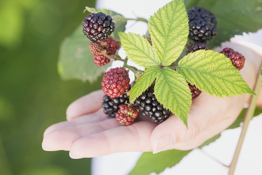 A hand holding blackberries with leaves