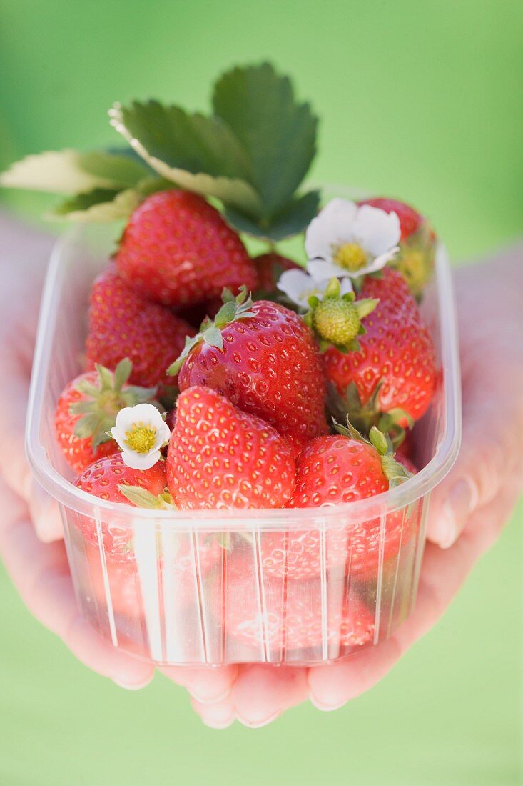 Hände halten Plastikschale mit Erdbeeren