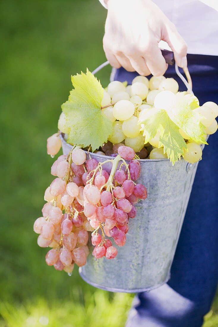 A woman holding a bucket of fresh grapes