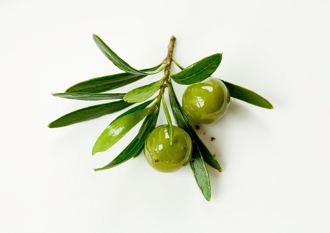 Grüne Oliven mit Zweig