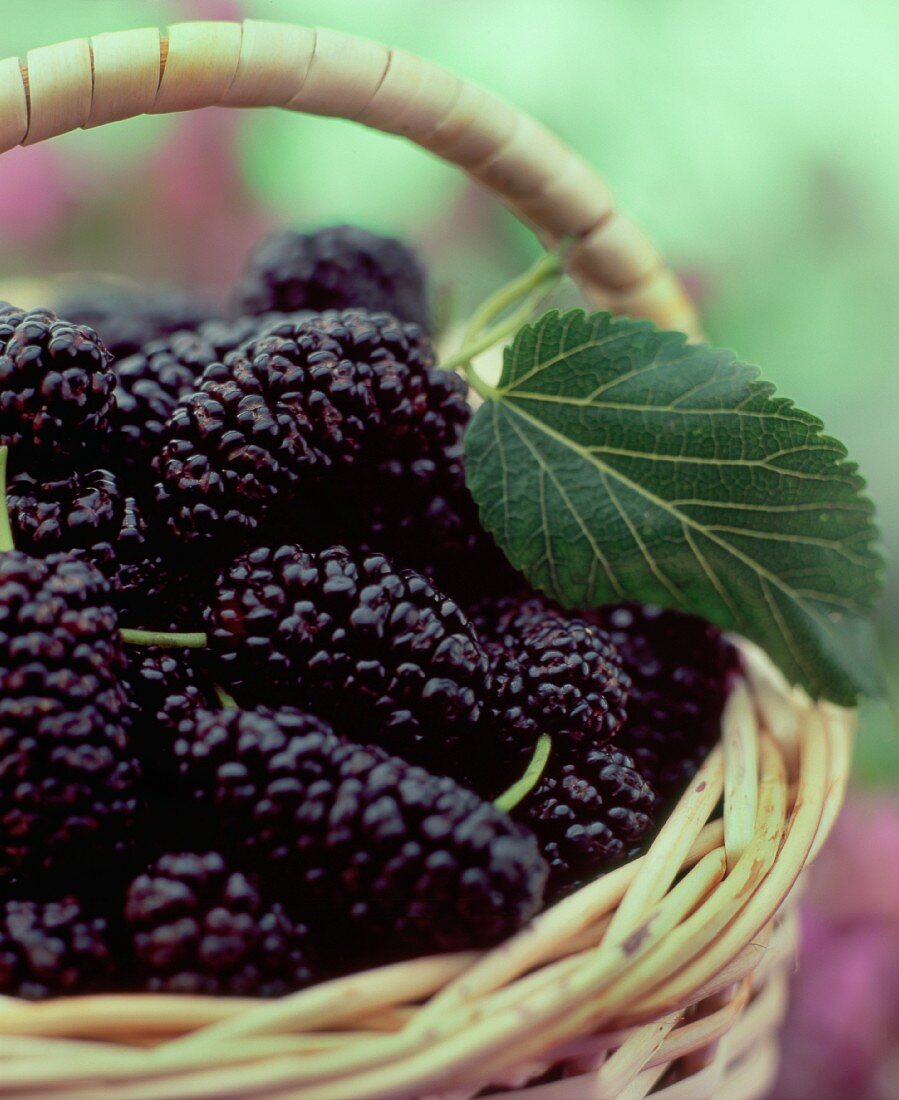 A basket of fresh mulberries