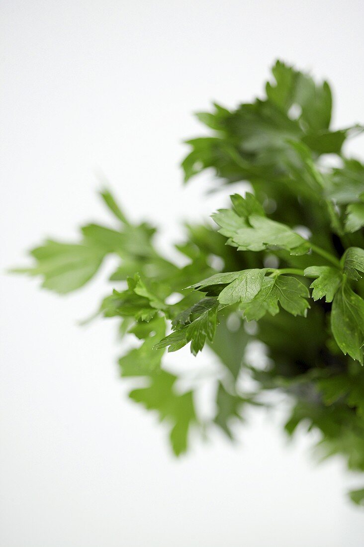 Fresh parsley