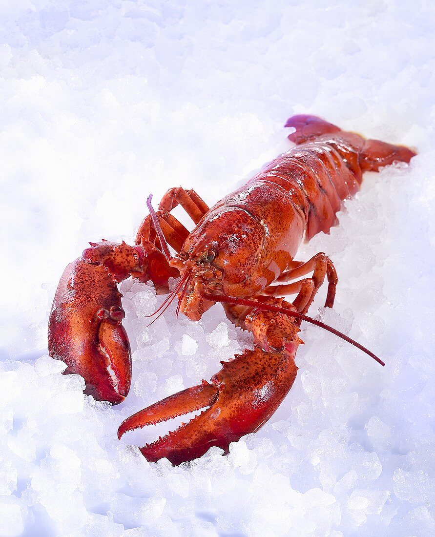 A cooked lobster