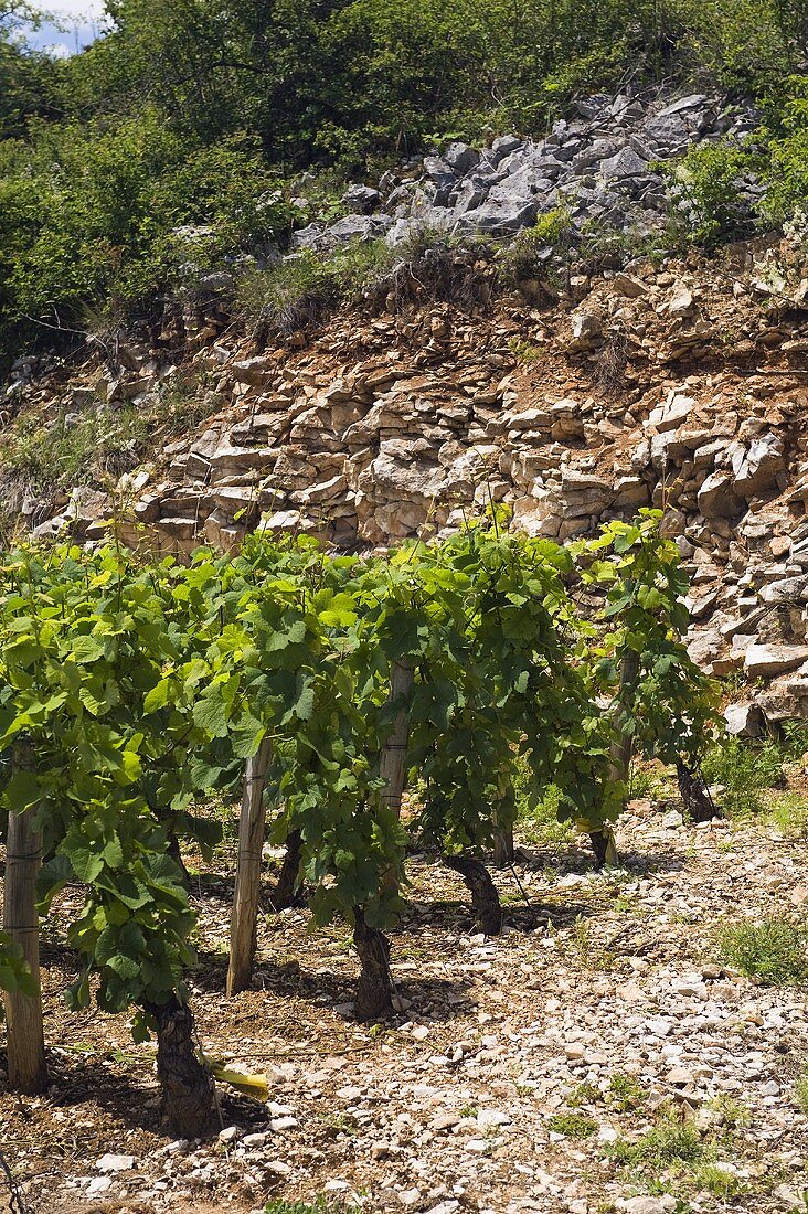 Alte Pinot Noir Rebstöcke, Premier-Cru-Lagen oberhalb Nuits-St-Georges mit steingen rötlichen Böden, Burgund, Frankreich