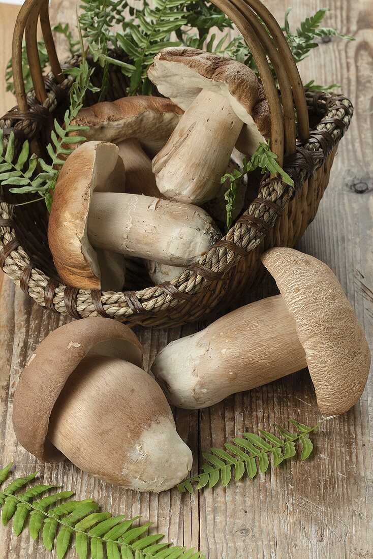 Porcini mushrooms in and next to a basket