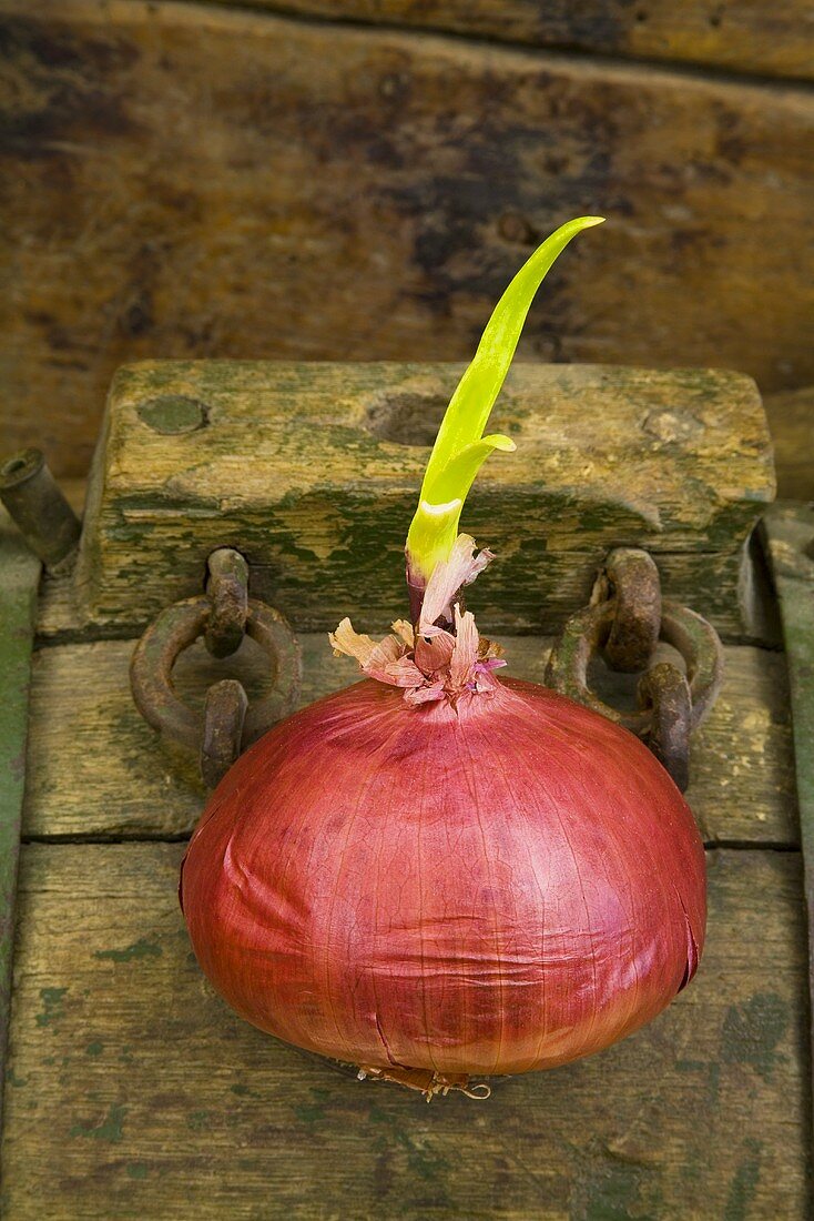 A germinating onion