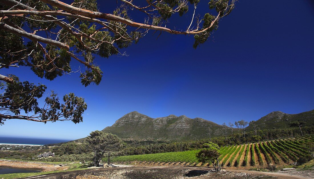 Cape Point vineyard with Chapman's Bay and Chapman's Peak, Noordhoek, Western Cape, South Africa