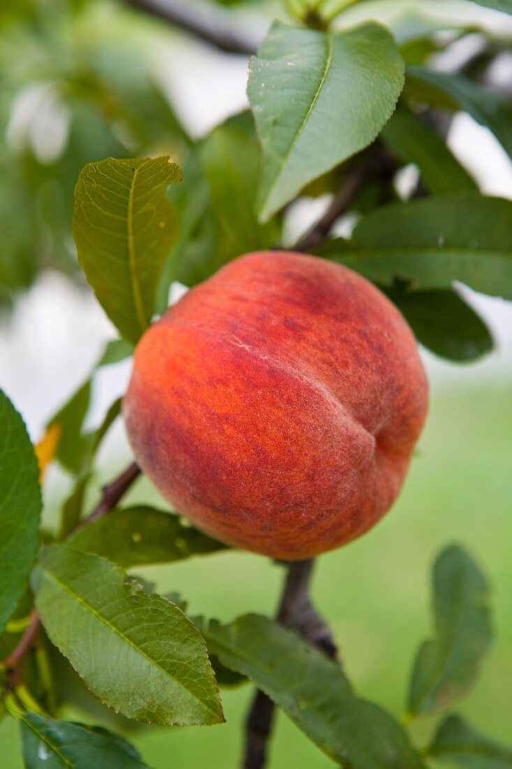 A ripe peach