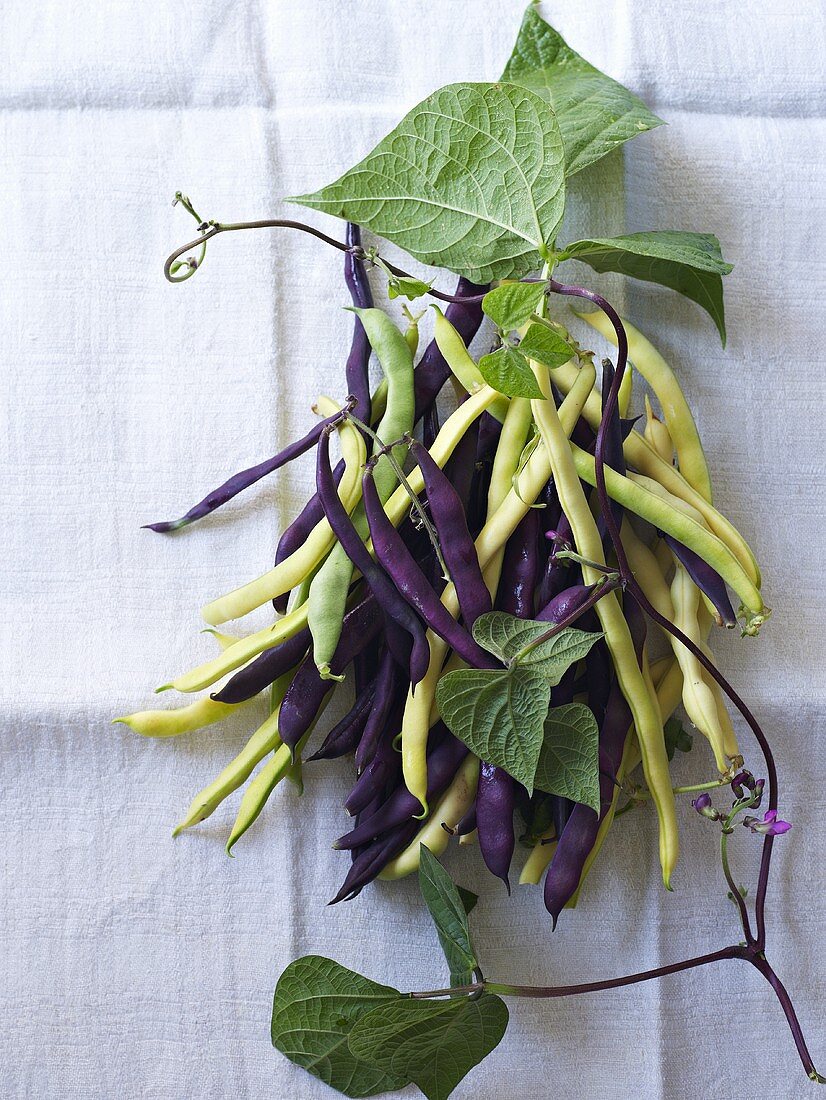 Yellow and purple bush beans