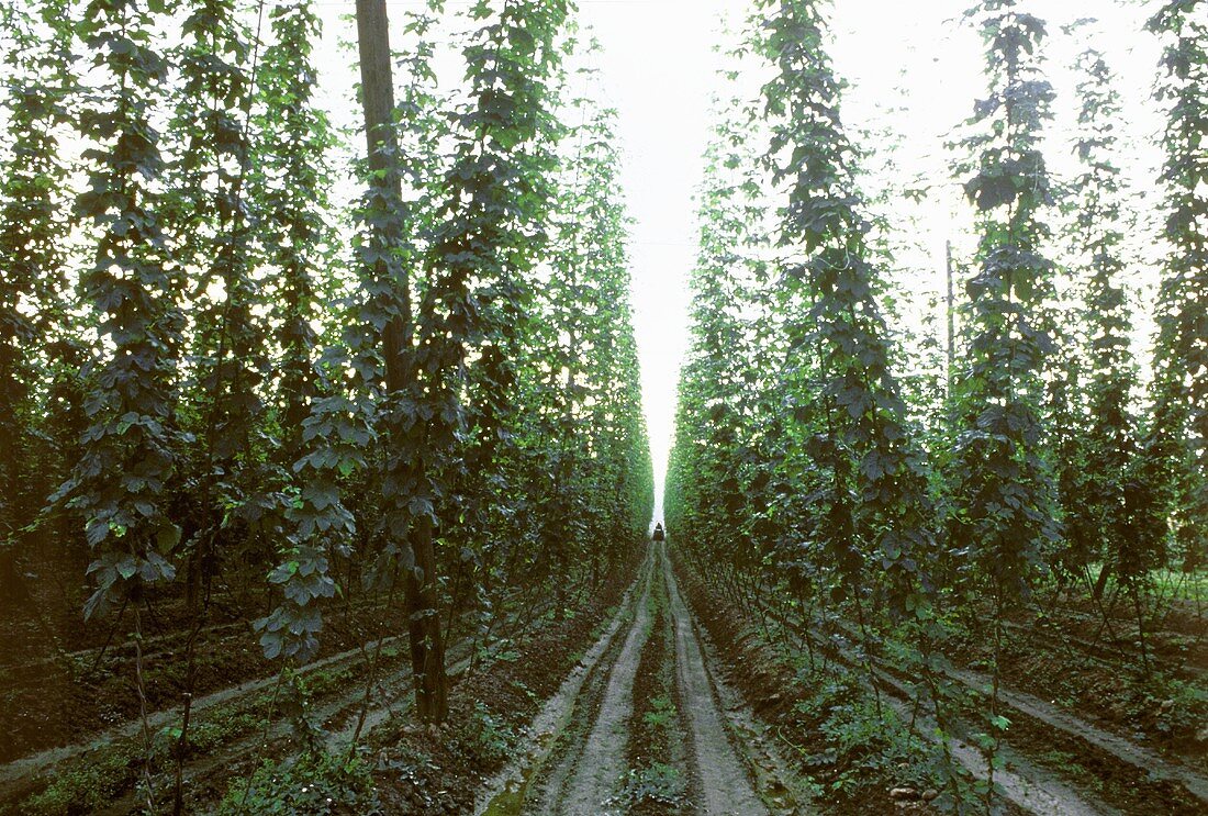 Rows of Hops at a Hops Garden