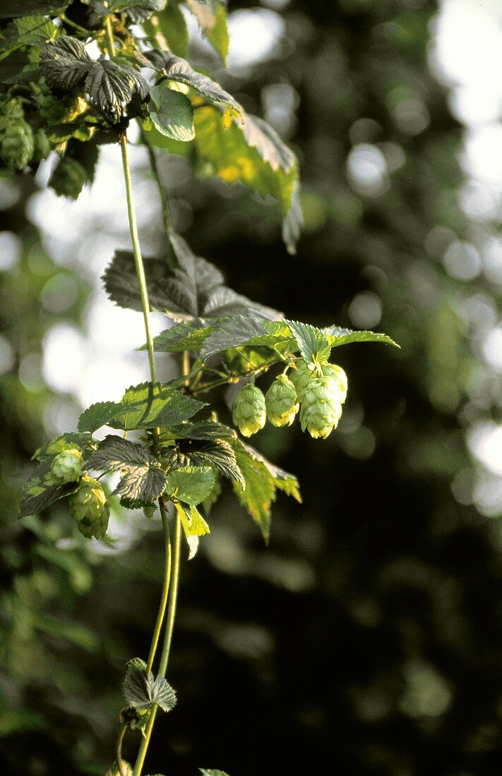 Hops Growing on the Branch