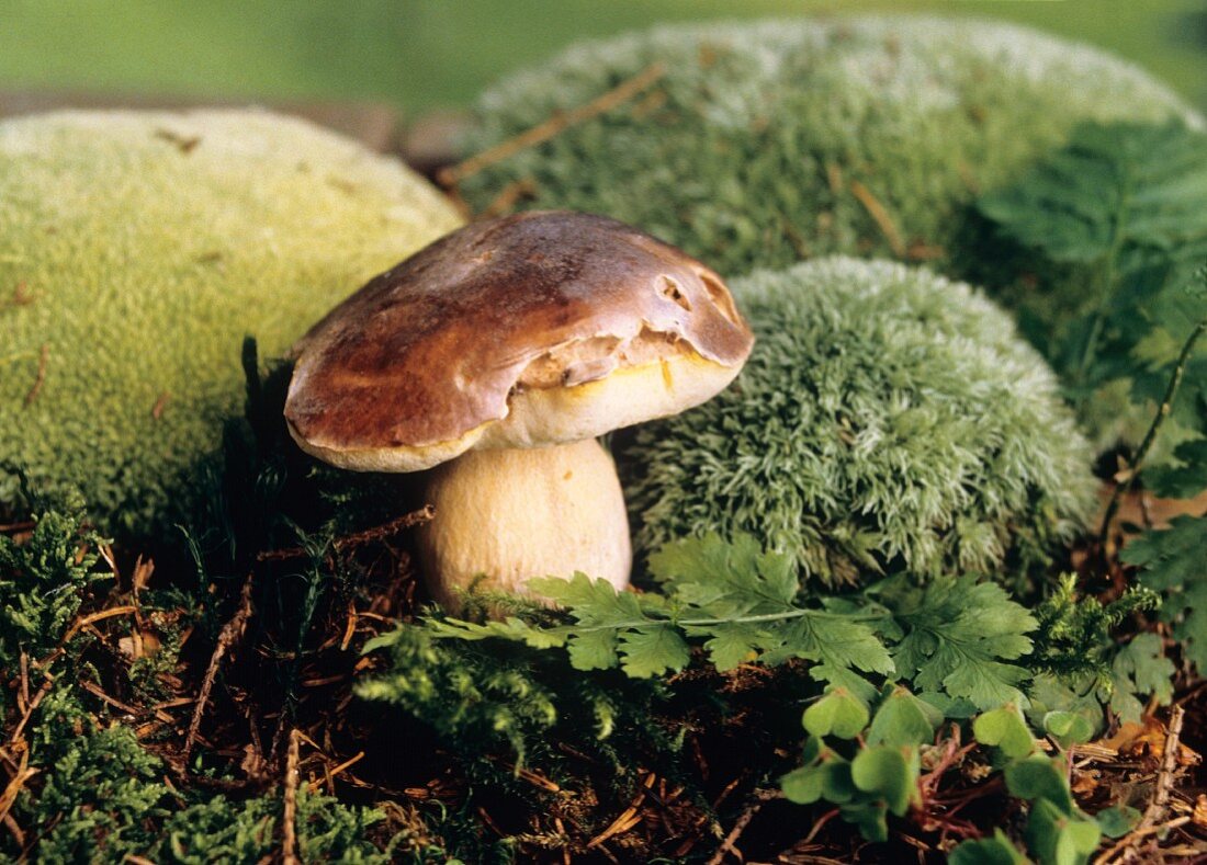 Cep in the Forest Surrounded by Moss
