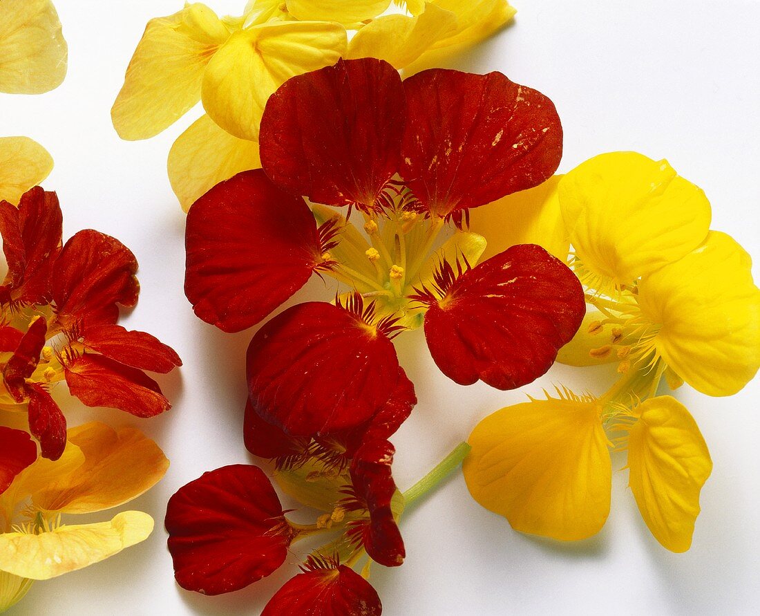 Red and Yellow Nasturtium Flowers