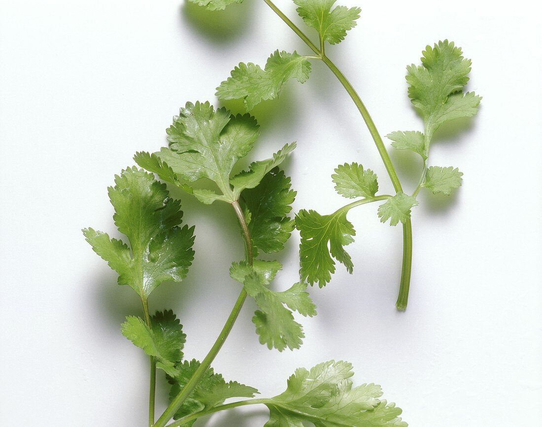 Cilantro