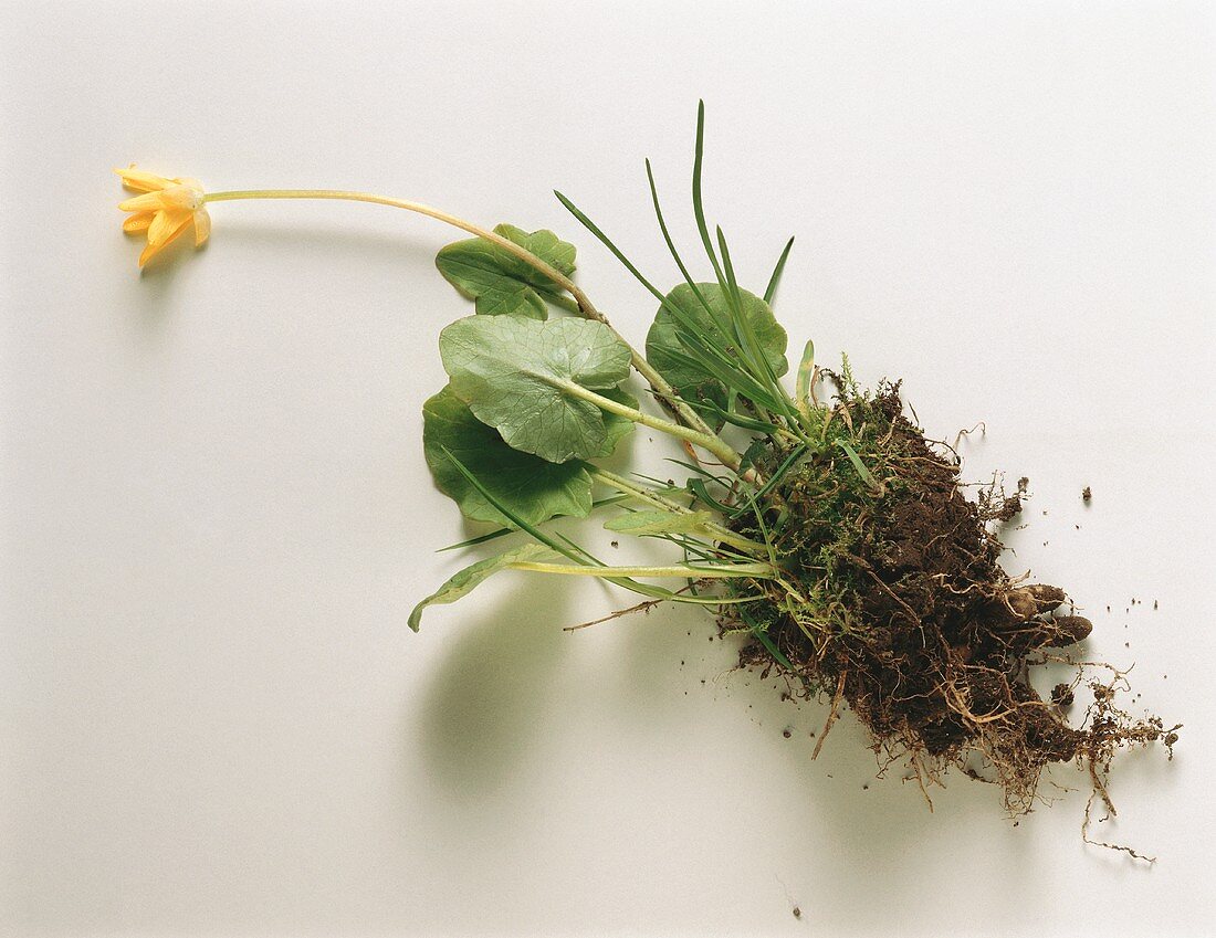 Pilewort with Roots