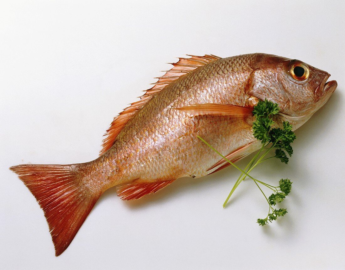 Whole Fresh Red Snapper with Parsley