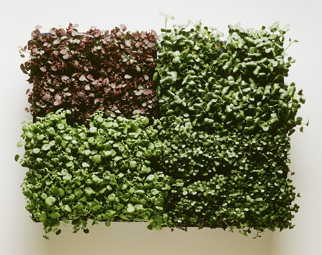 Various types of cress