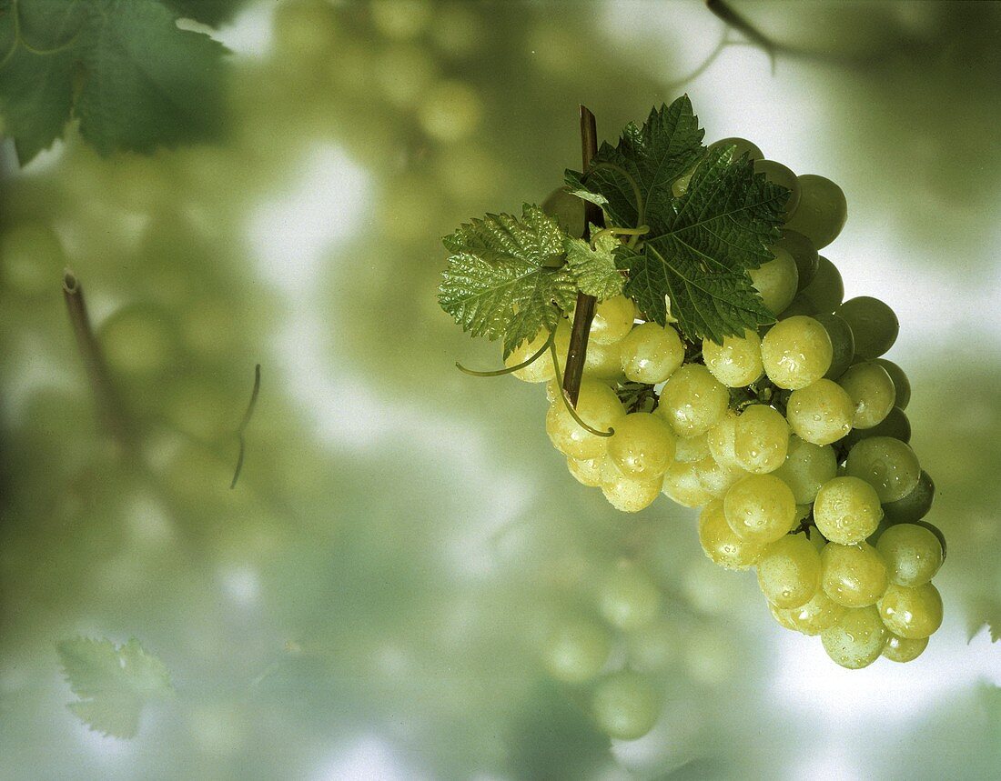 A Bunch of Green Grapes; Vine and Leaves