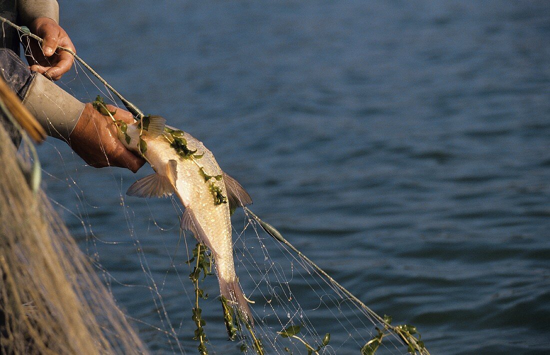 Fresh whitefish in net