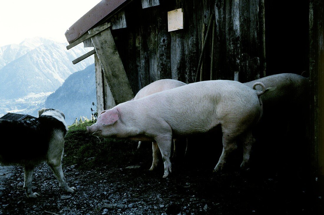 Schweine vor Stall