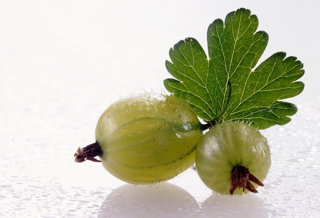 Zwei Stachelbeeren mit Blättern