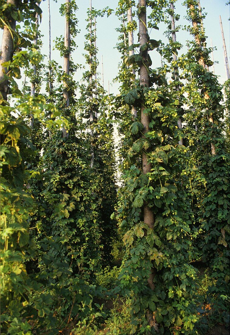 Hopfenanbau bei Illschwang in Bayern