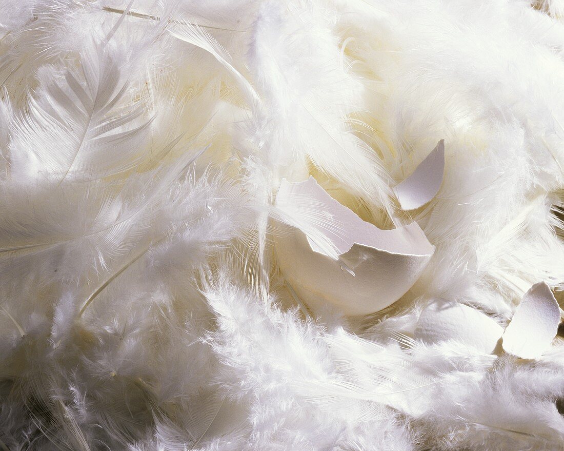 Eggshell lying in feathers