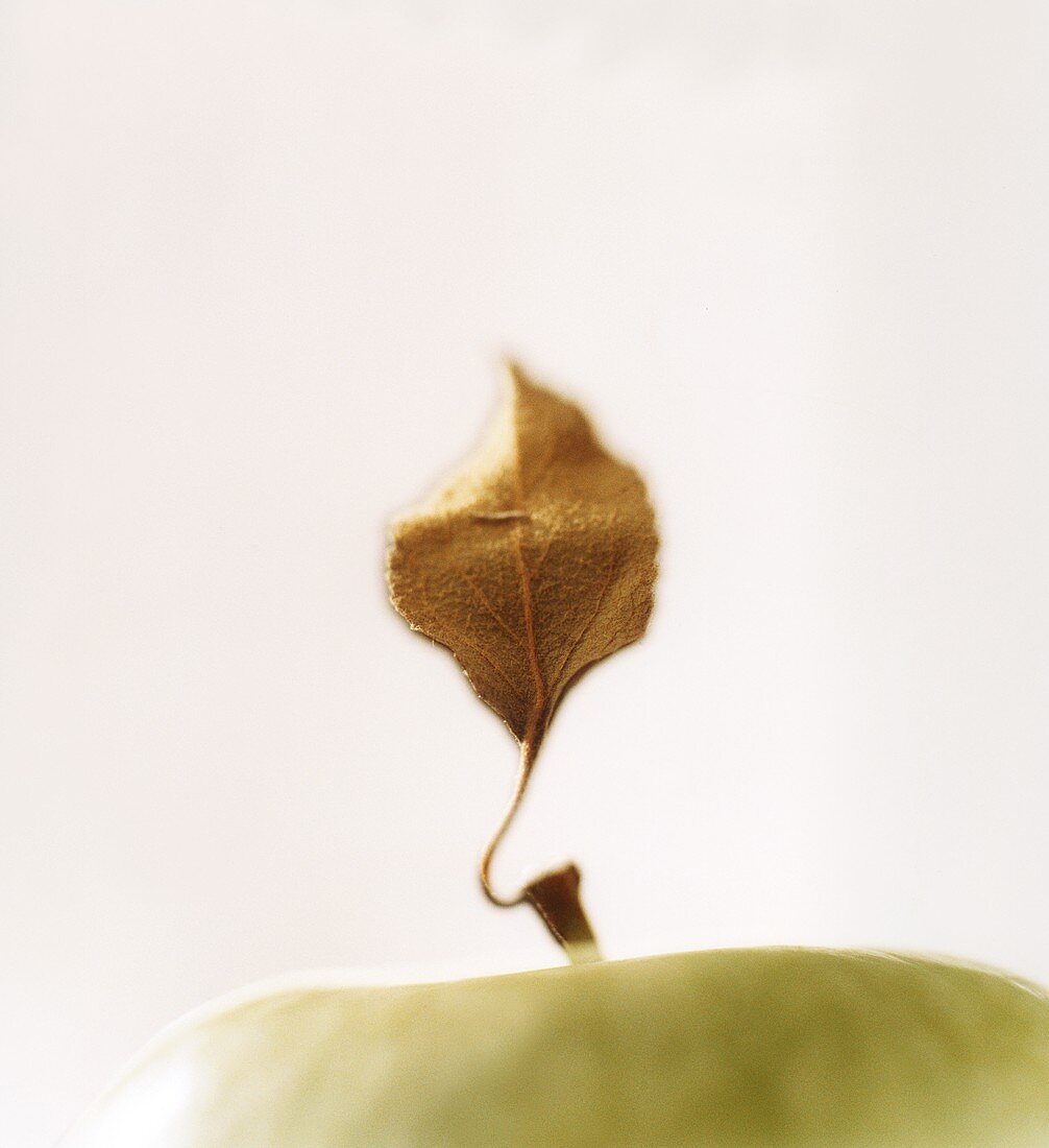 An apple leaf