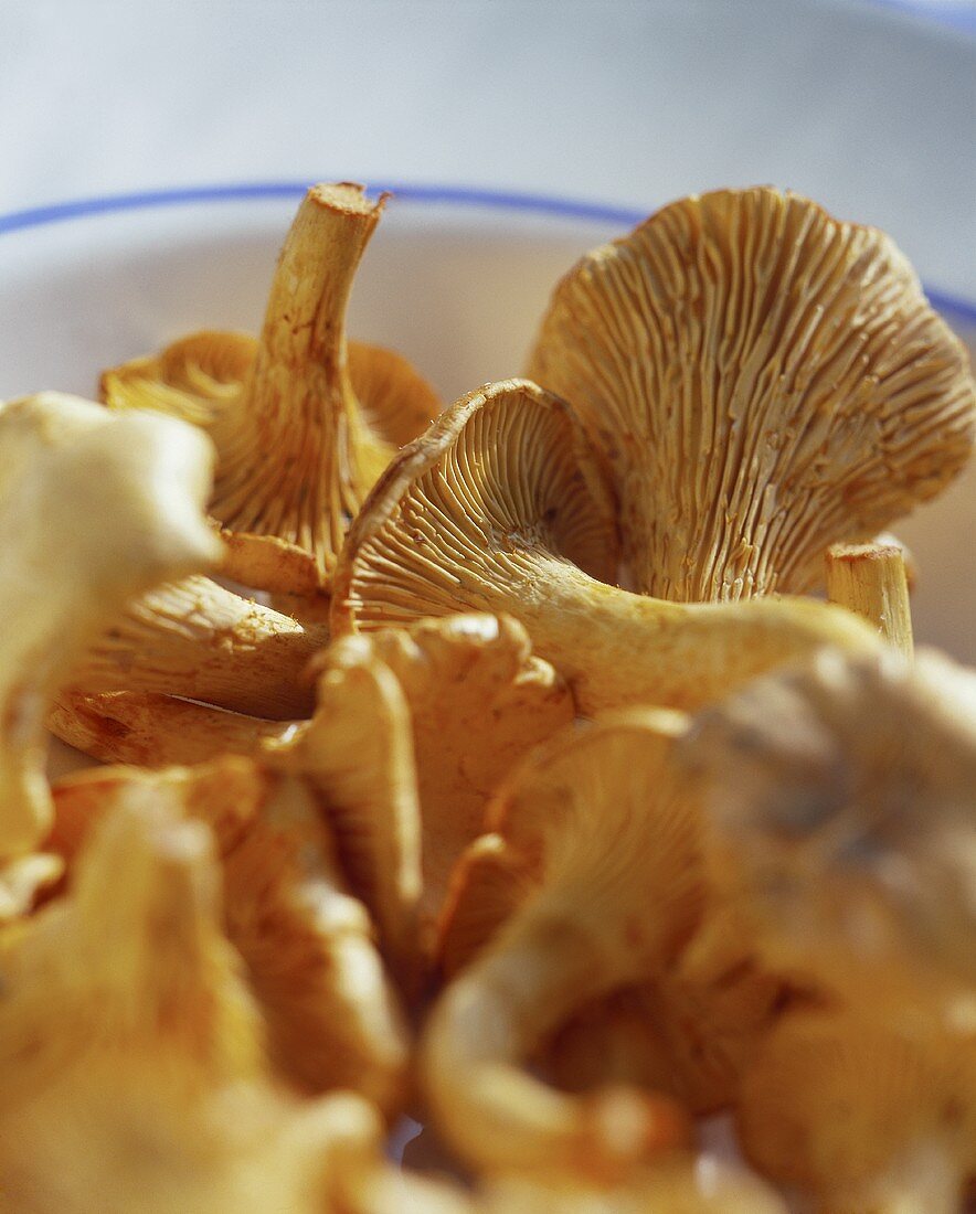 Chanterelles