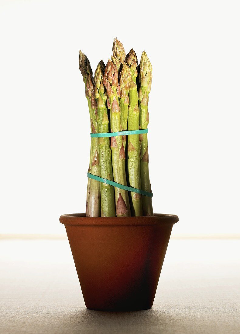 Several spears of green asparagus in a flowerpot